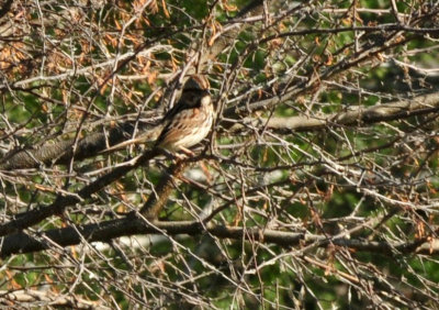 124cooks_034sparrow.jpg