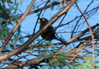 124cooks_042orangecrownedwarbler.jpg