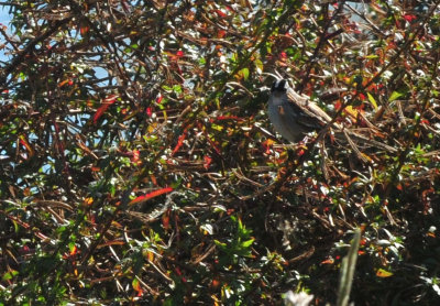124cooks_050whitecrownedsparrow.jpg