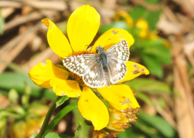 124cooks_051commoncheckeredskipper.jpg