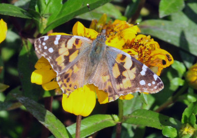 124cooks_069paintedlady.jpg