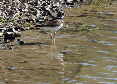 124cooks_073killdeer.jpg