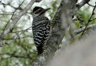 125cookc_004ladderbacked.jpg