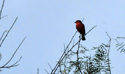 125cookc_011vermilion.jpg