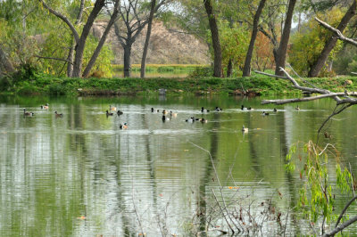125cookc_016waterfowl.jpg