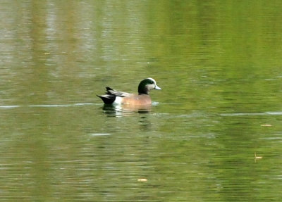 125cookc_019americanwigeon.jpg