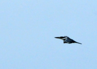 125cookc_025Ringed.jpg