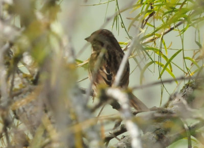 125cookc_041songsparrow.jpg