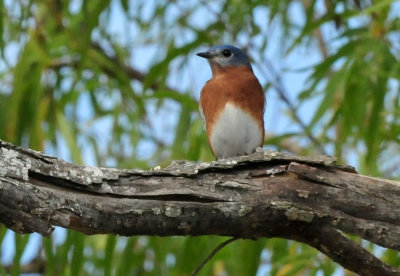 125cookc_050easternbluebirdzzzzzzzzzzzzz.jpg