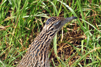 125cookc_097roadrunner.jpg