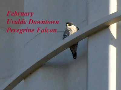 224cookscounty_017PeregrineFalcon_copy.jpg