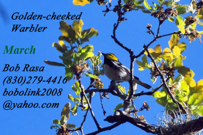 319neals_216goldencheekedwarblerzzzzzzzz22_copy_copy_copy.jpg