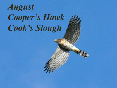 827cooks_069raptorzzzzzzzz_copy2.jpg