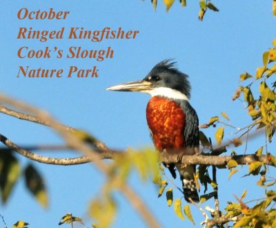 1026cooks_195ringedkingfisher_copy2.jpg