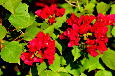 126cooks_001red.jpg