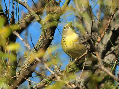 126cooks_027orangecrownedwarbler.jpg