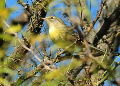 126cooks_028orangecrownedwarbler.jpg