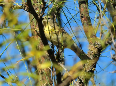 126cooks_029orangecrownedwarbler.jpg