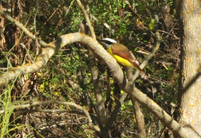 126cooks_038greatkiskadee.jpg