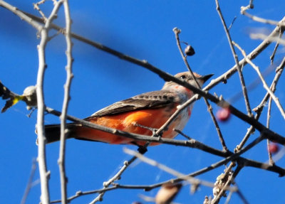 126cooks_048vermlionflycatcher.jpg
