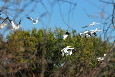 126cooks_059whitepelicans.jpg
