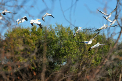 126cooks_060whitepelicans.jpg