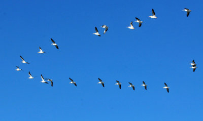 126cooks_062whitepelicans21zzzzzzzzz.jpg