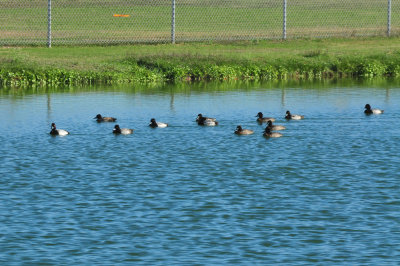 126cooks_080waterfowl.jpg