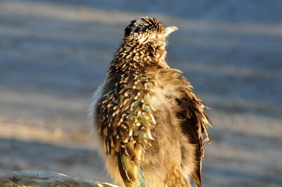 127cooks_011roadrunner.jpg