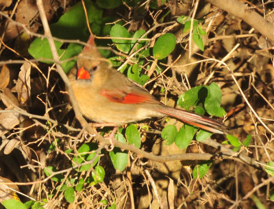 127cooks_033cardinal.jpg