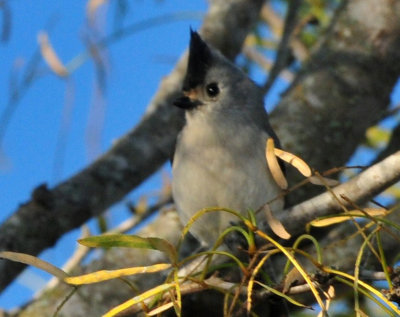 127cooks_042BCTitmouse.jpg