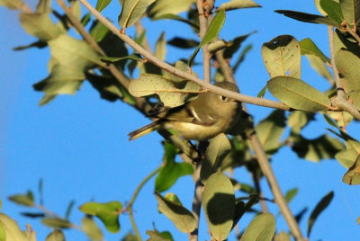 127cooks_043rubycrownedkinglet.jpg