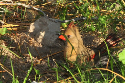 127cooks_051cardinal.jpg