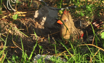 127cooks_052cardinal.jpg