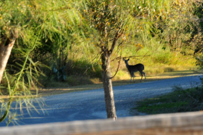 127cooks_071deerparkinglot.jpg