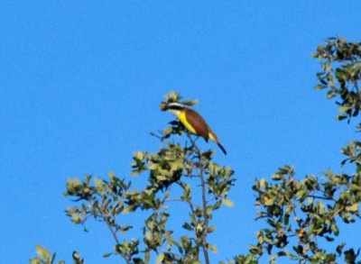 127cooks_074greatkiskadee.jpg