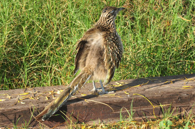 127cooks_082roadrunner.jpg