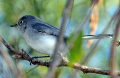 127cooks_090bluegraygnatcatcher.jpg