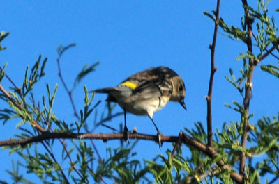 127cooks_116yellowrumped.jpg