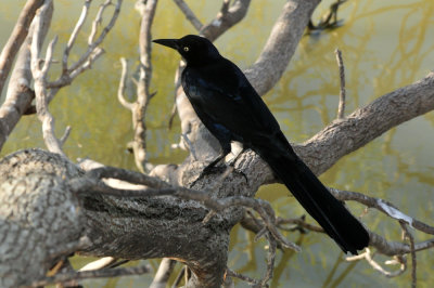 127cooks_143greattailedgrackle.jpg