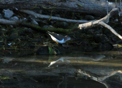 127cooks_150spottedsandpiper.jpg