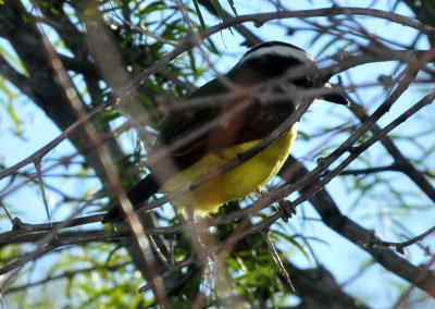 127cooks_153greatkiskadee.jpg