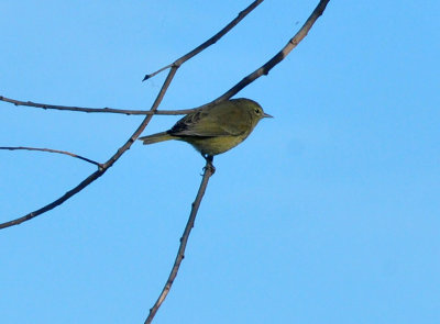 127cooks_163orangecrownedwarbler.jpg