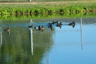 127cooks_192waterfowl.jpg