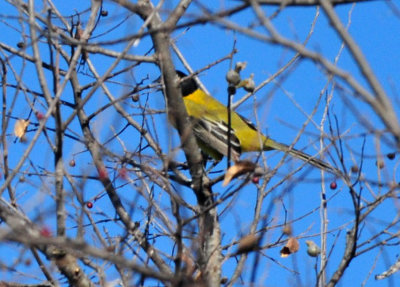 127cooks_218audubonsoriole.jpg