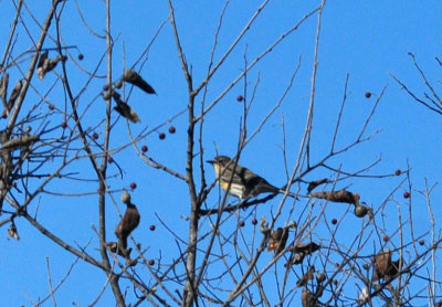 127cooks_232yellowrumped.jpg