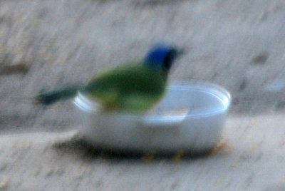 128cooks_001greenjay.jpg