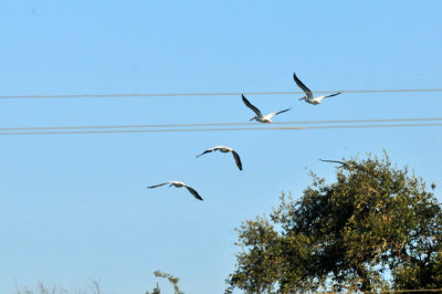 128cooks_026whitepelicans.jpg