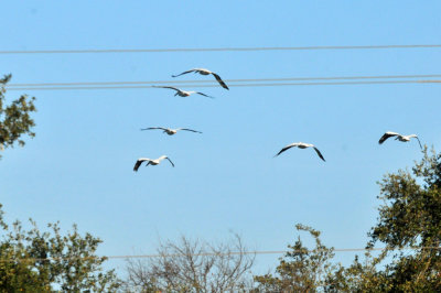 128cooks_027whitepelicans.jpg