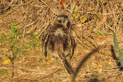 128cooks_034roadrunner.jpg